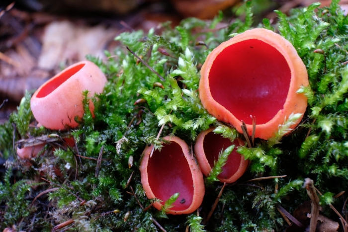 Саркосцифа австрийская гриб