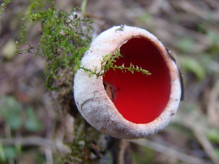 Саркосцифа австрийская гриб