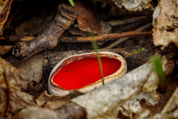 Саркосцифа австрийская гриб