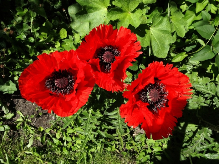 Мак папавер красный