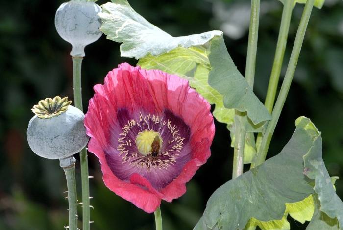 Мак снотворный