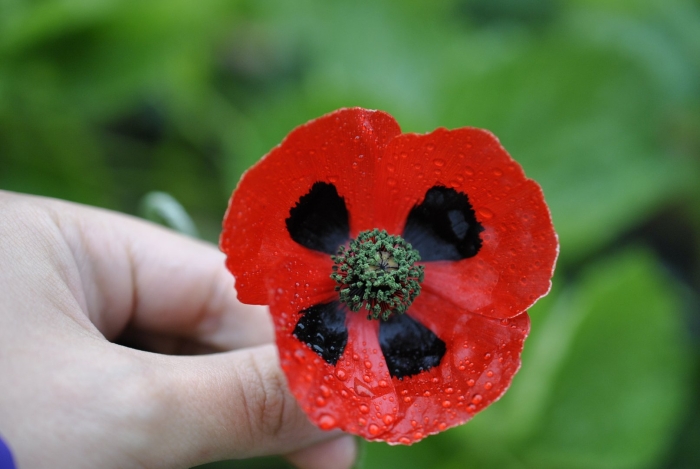 Papaver commutatum