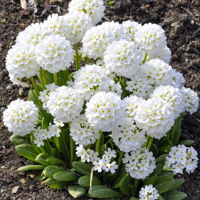 Примула мелкозубчатая альба