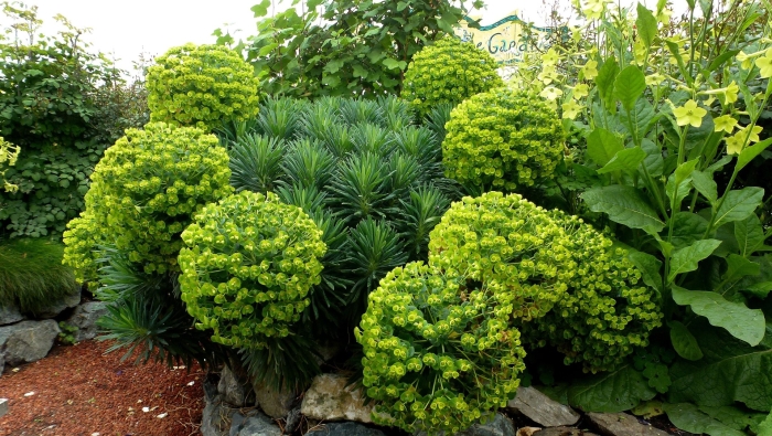 Молочай харациас wulfenii