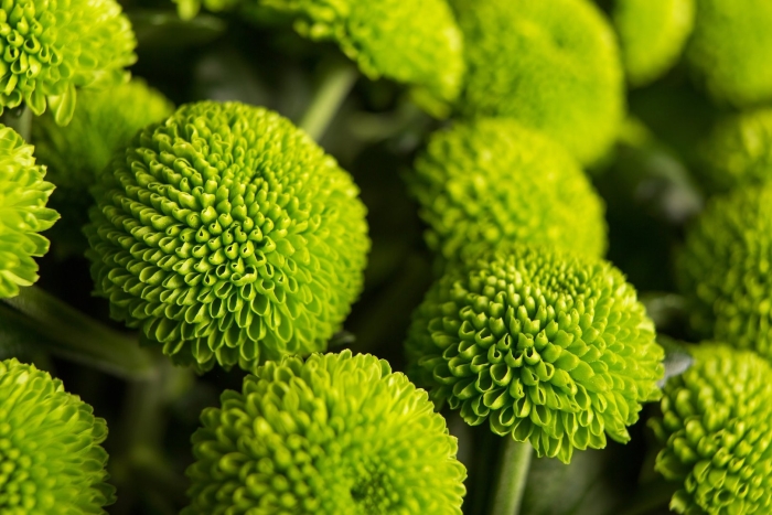 Хризантема сантини зеленая