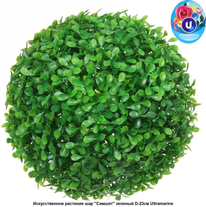 Самшит буксус шар