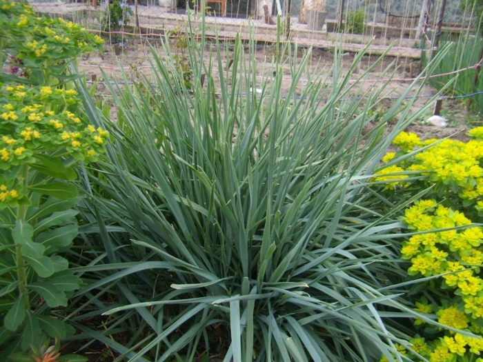 Колосняк песчаный элимус голубой