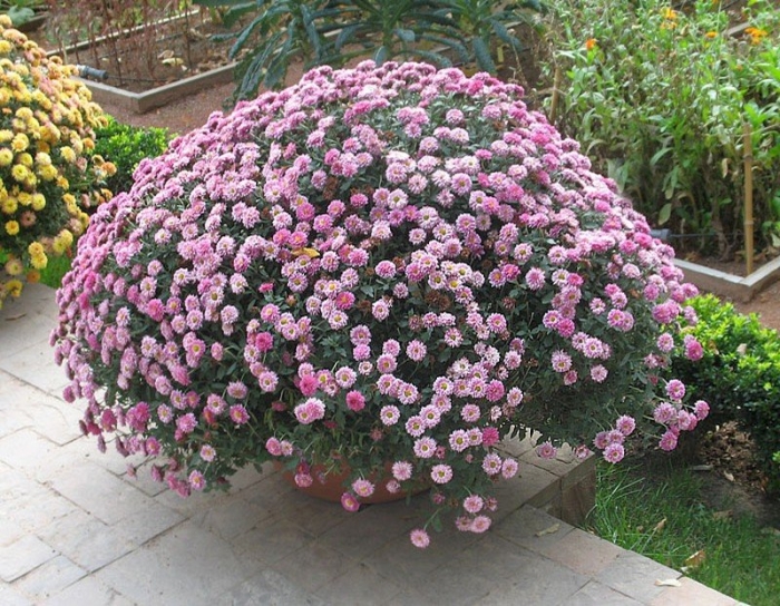 Астра мультифлора шаровидная