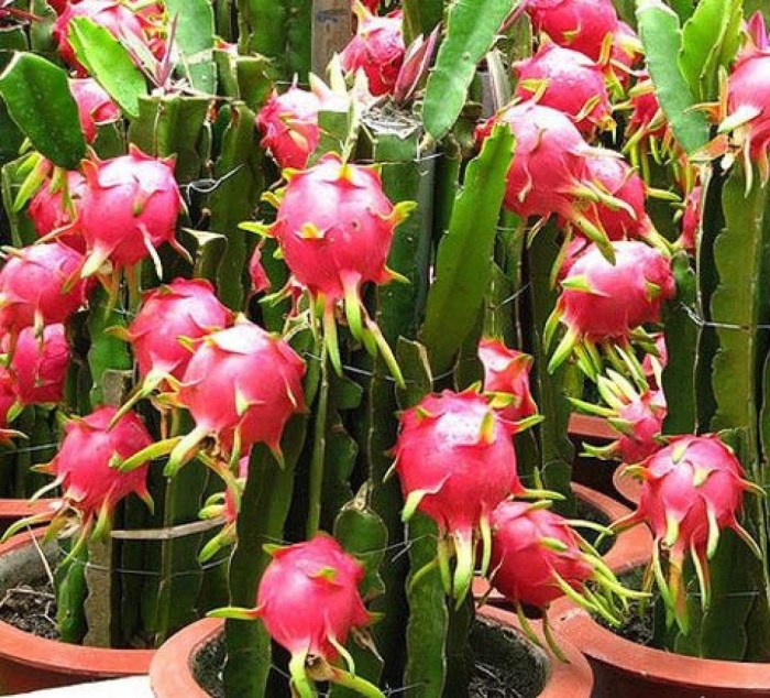 Питахайя драконий фрукт