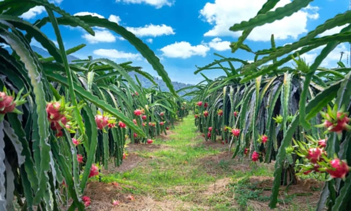 Драконий фрукт дерево