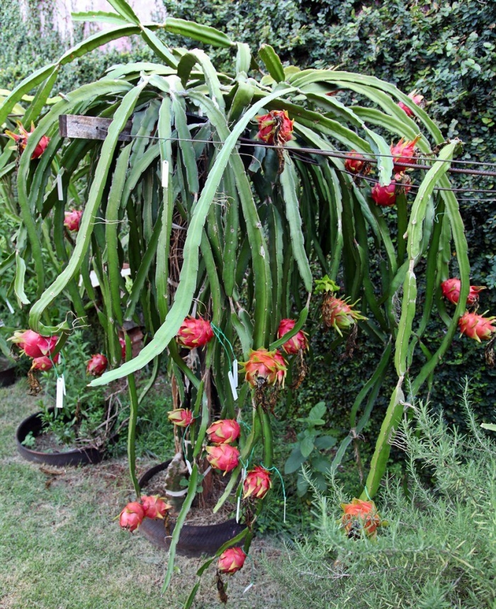 Питахайя красная