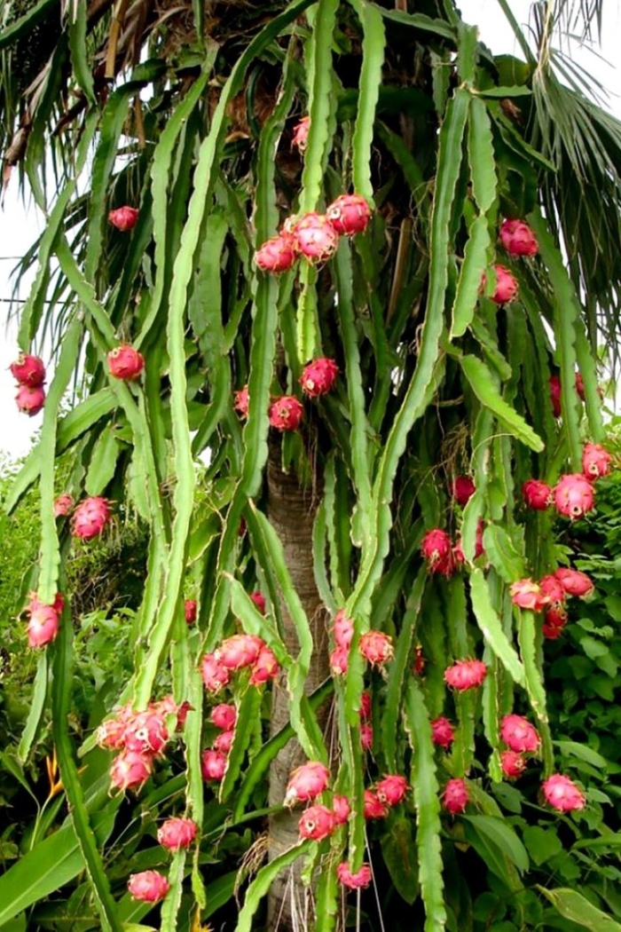 Питахайя драконий дерево