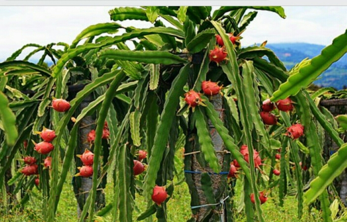Питахайя плантации