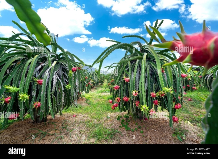 Питахайя плантации