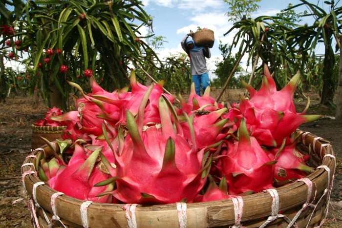 Питахайя вьетнам