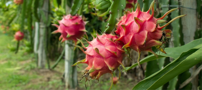 Питахайя драгонфрут