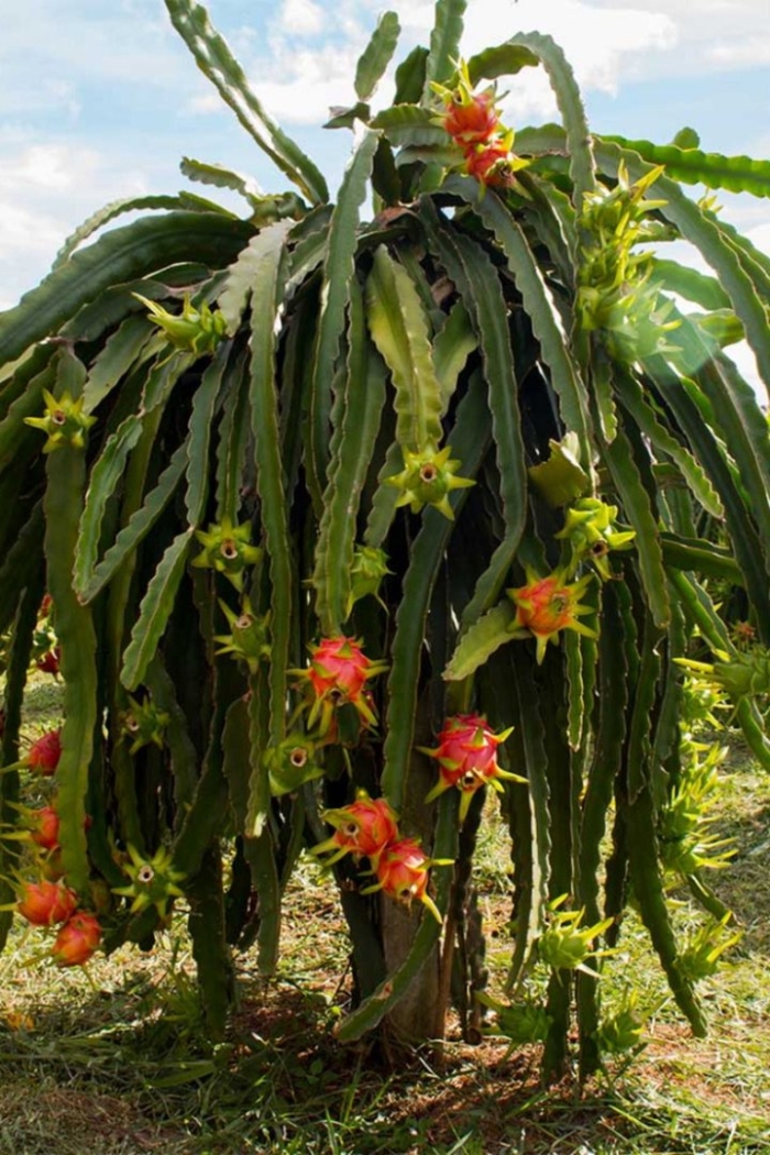 Питахайя плантации