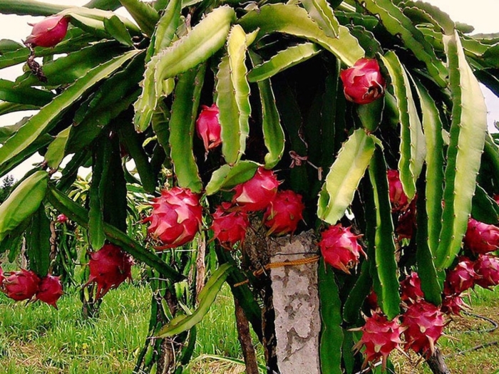 Кактус питахайя