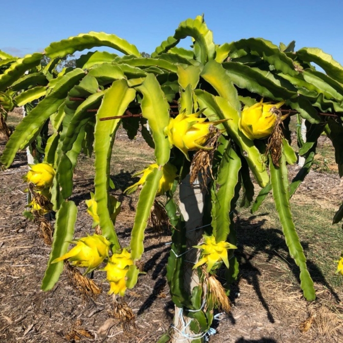 Dragon fruit