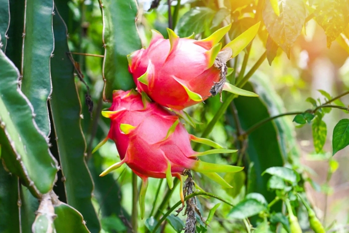 Питайя кактус питахайя