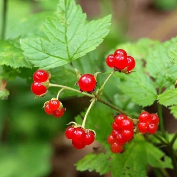 Княженика обыкновенная костяника