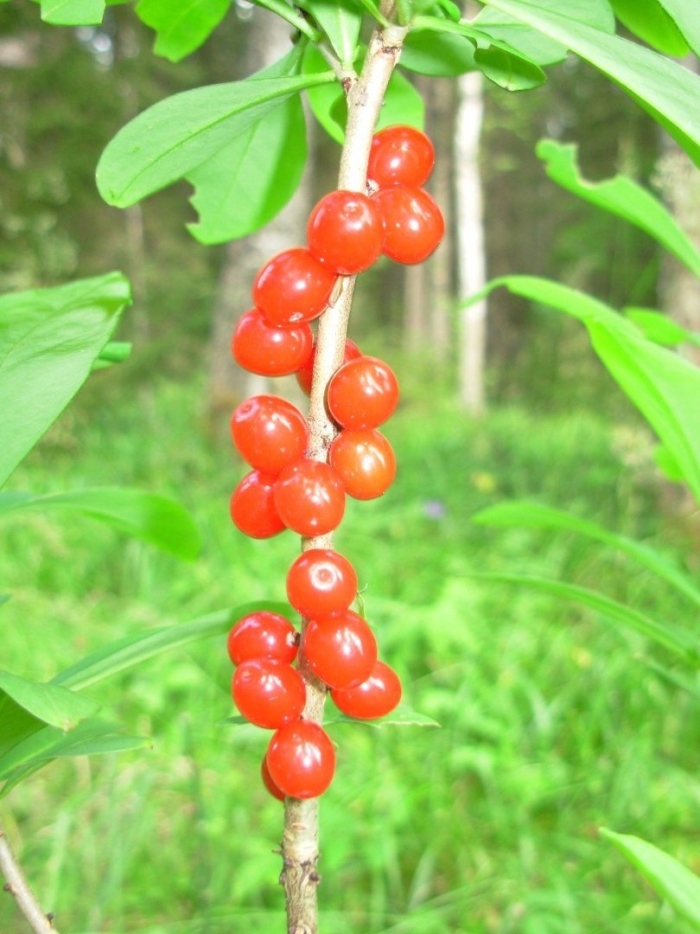 Растения карелии