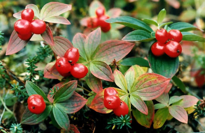 Дерен шведский