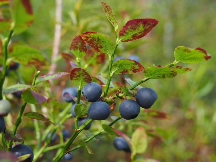 Голубика в карелии