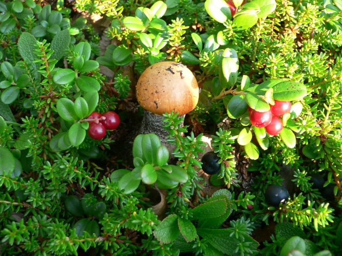 Морошка и брусника карелия