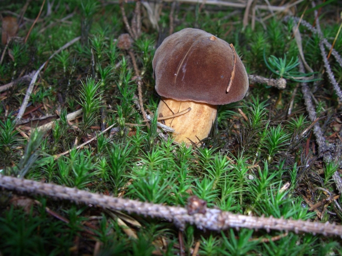 Гриб польский боровик