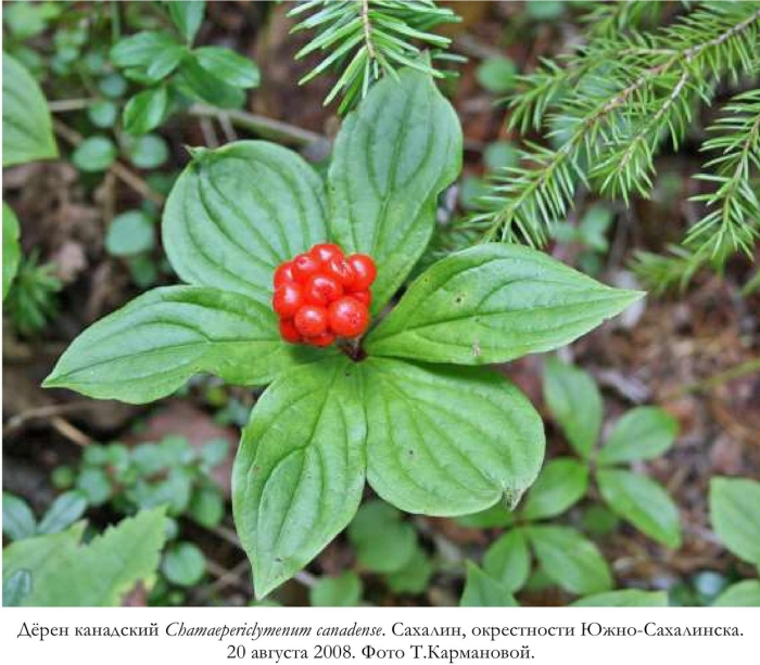 Костяника сахалинская