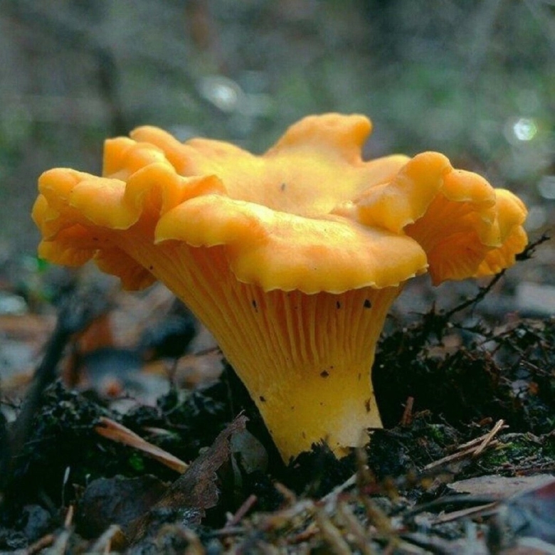 Лисичка обыкновенная гриб