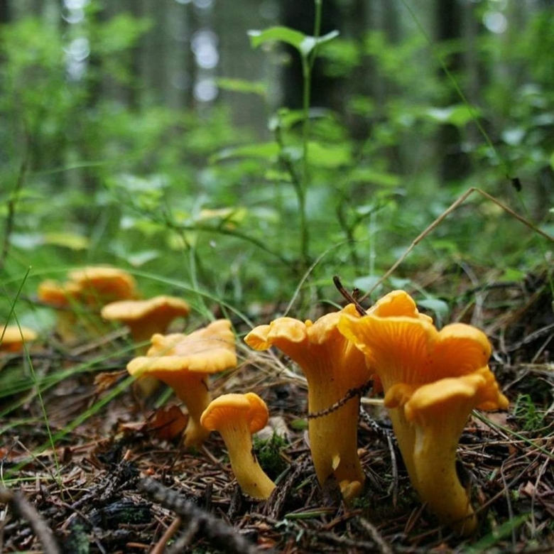 Съедобные грибы лисички