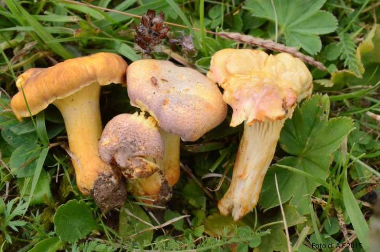 Несъедобные лисички