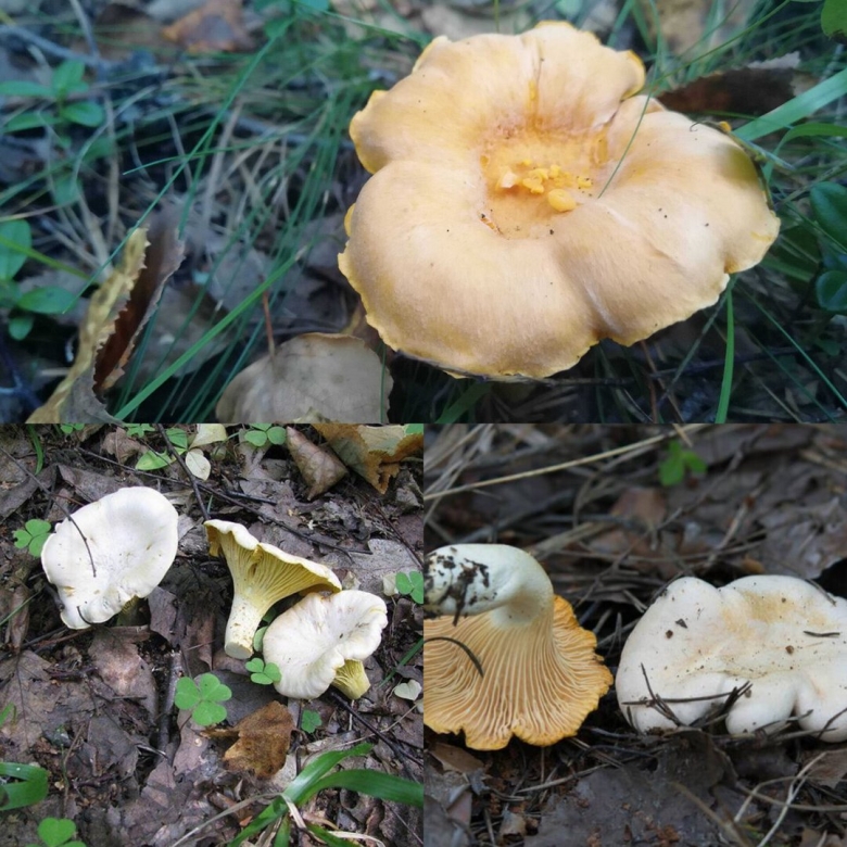 Бледная лисичка гриб