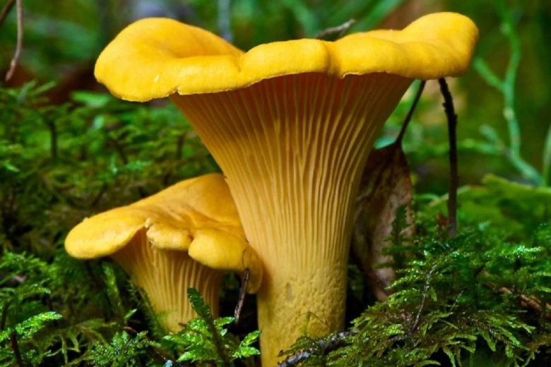 Лисичка обыкновенная съедобные грибы