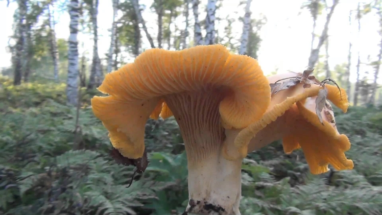 Лисичка крымская гриб