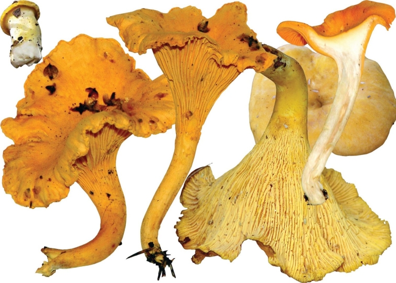 Гименофор лисички