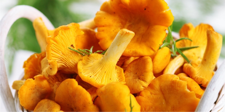 Лисички свежие