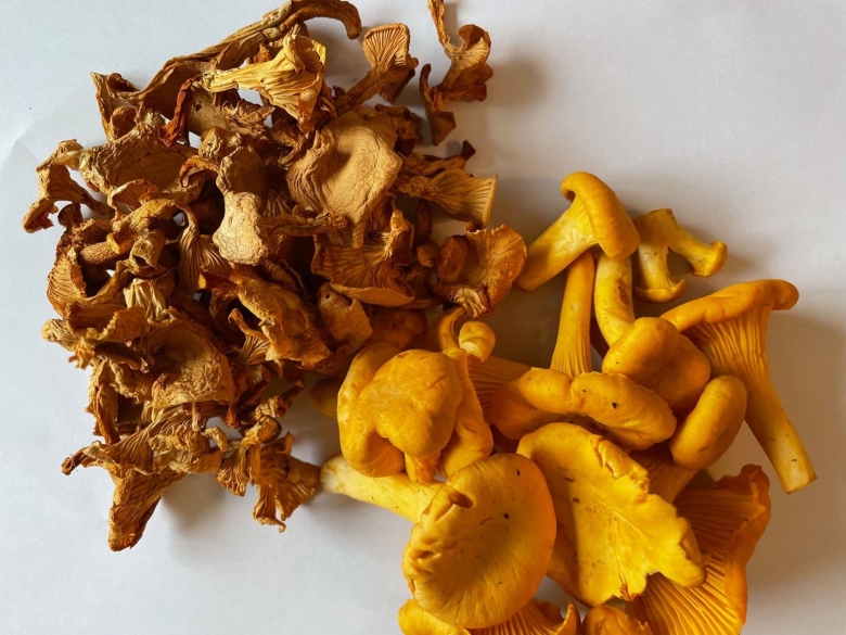 Гриб лисичка