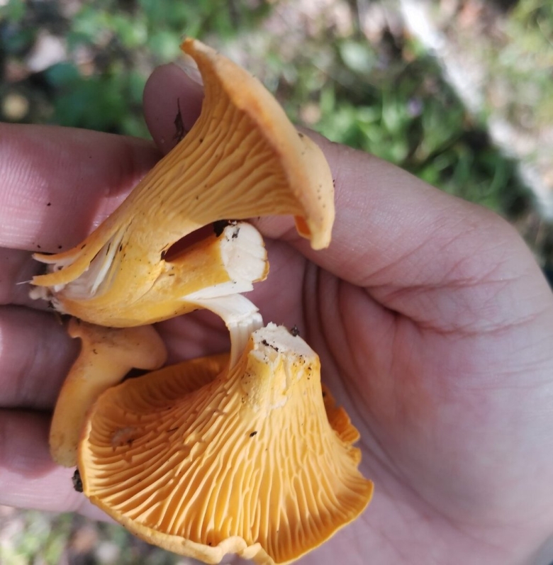 Гриб лисичка