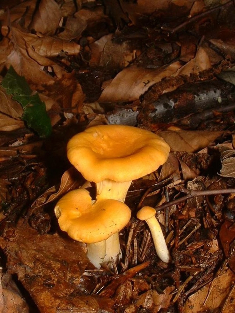 Cantharellus cibarius