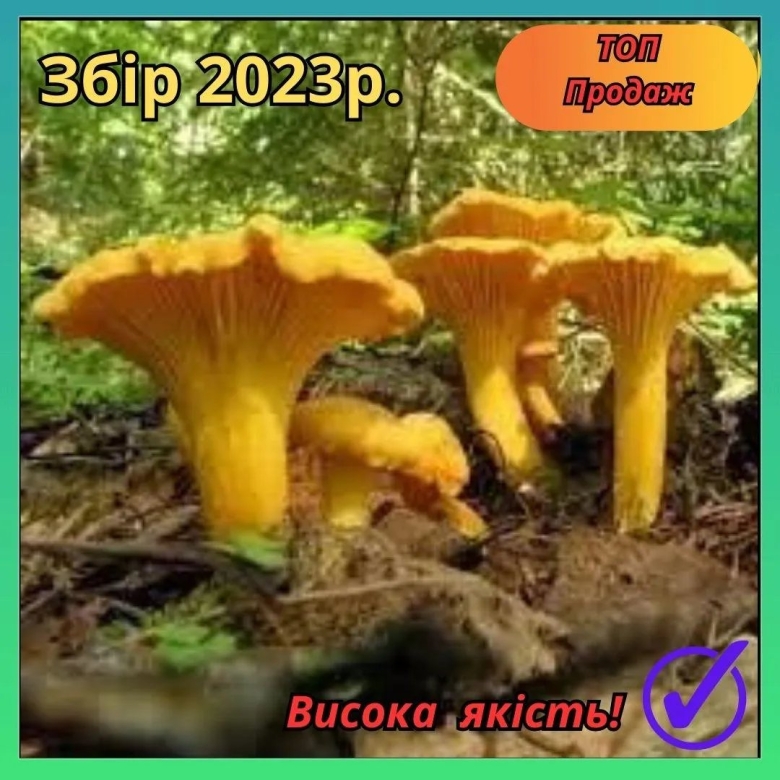 Съедобные грибы лисички