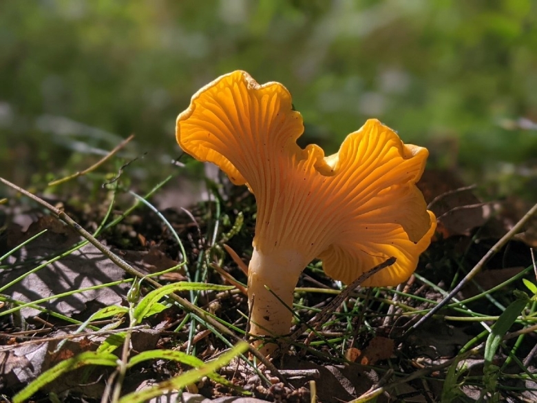 Лисичка ложная