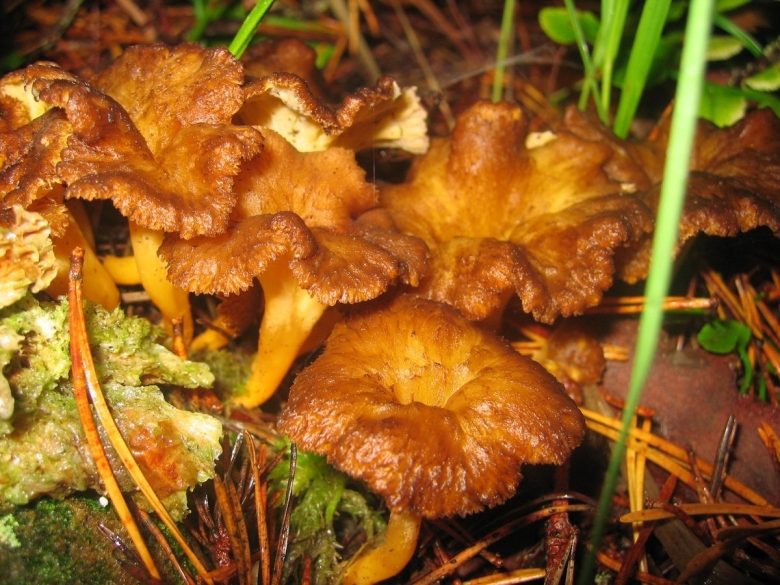 Cantharellus lutescens