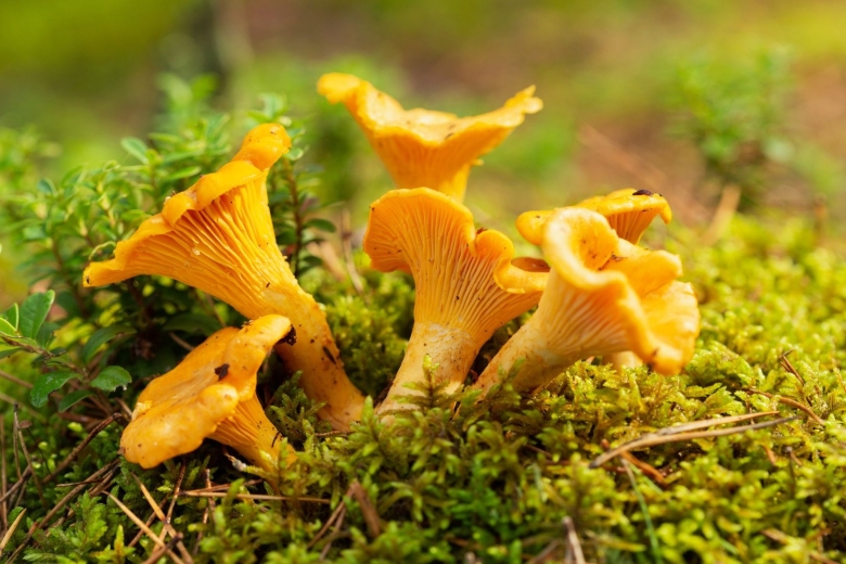 Chanterelle Новосибирск