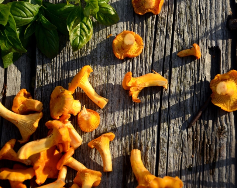 Лисичка гриб яркая