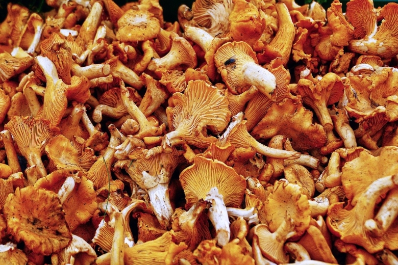 Грибы Шантарель