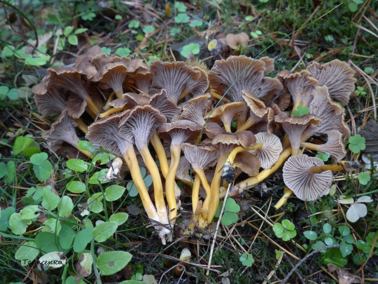 Лисичка воронковидная трубчатая