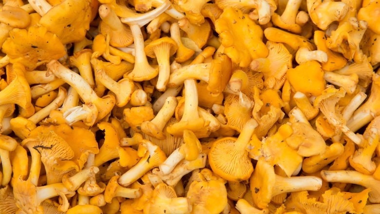 Белая Лисичка гриб фото